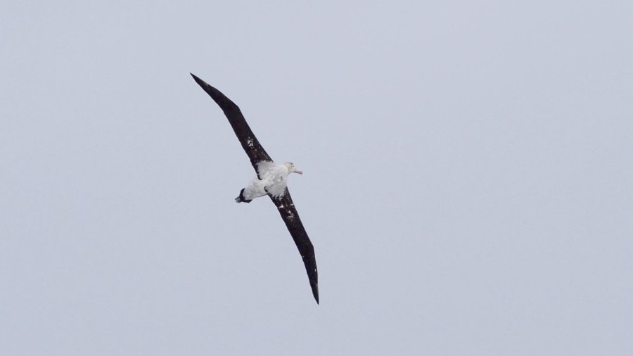 At sea Drake Passage