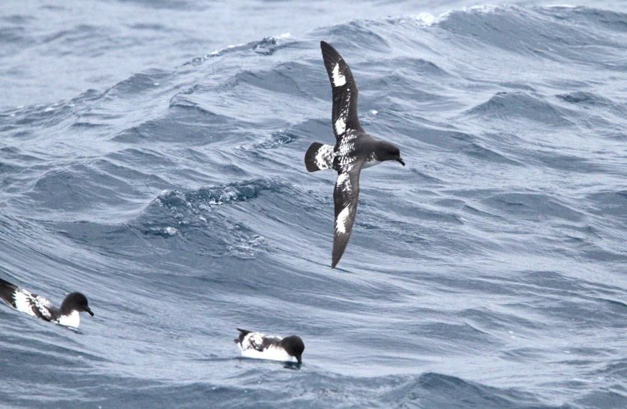 At sea, Drake Passage.