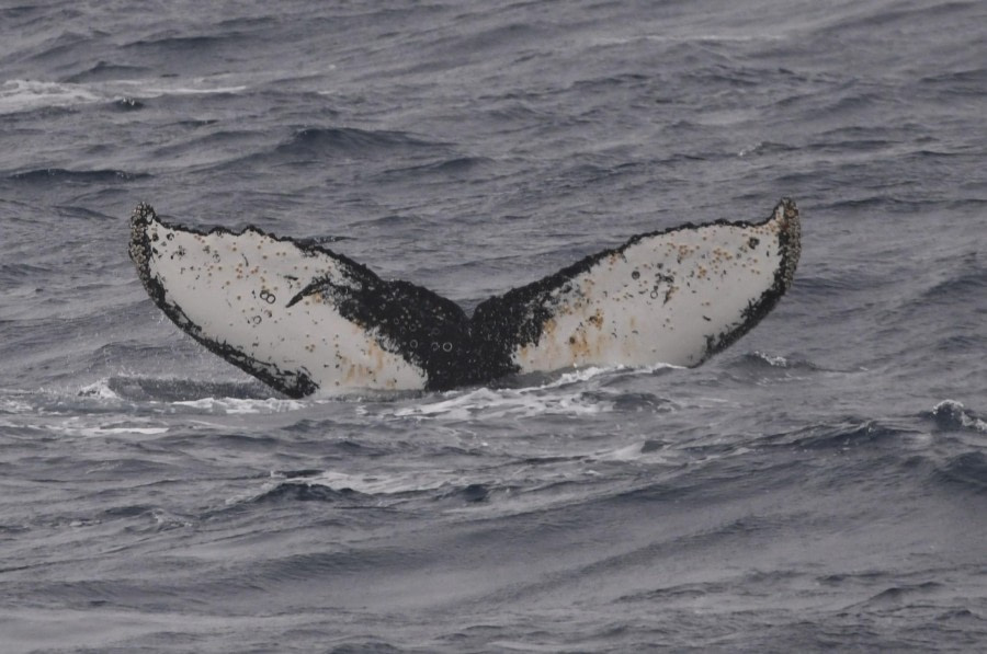 At sea, Drake Passage.