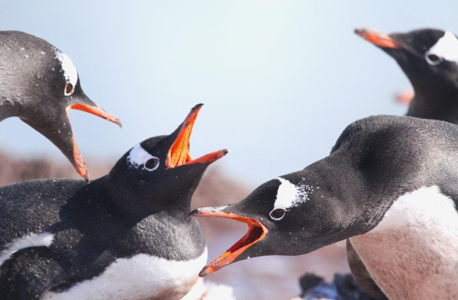 Danco Island and Neko Harbour