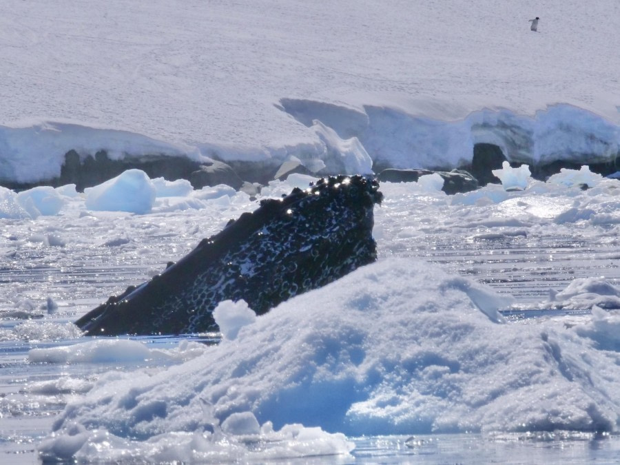 Lemaire Channel, Danco Island and Neko Harbour