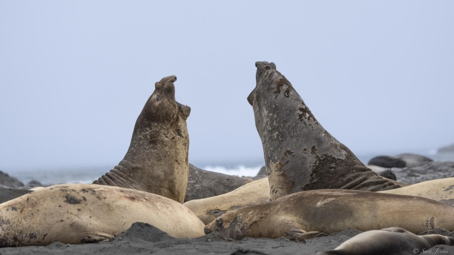 Deception Island and Elephant Point