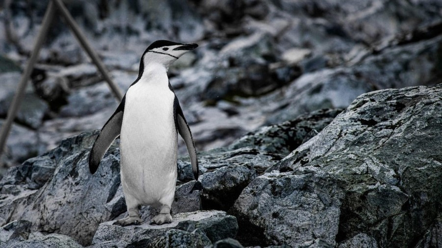 Charlotte Bay and Palaver Point