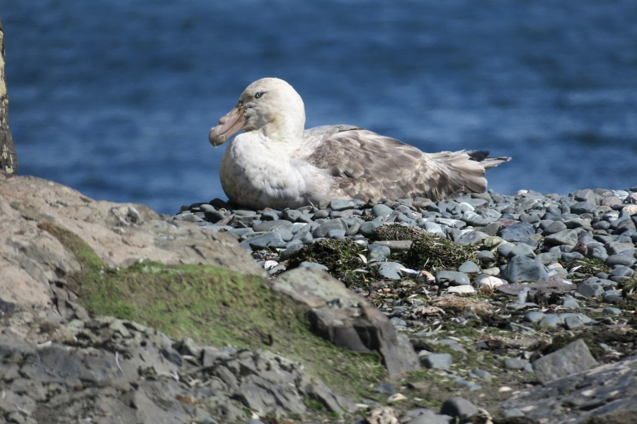 Albatross chilling