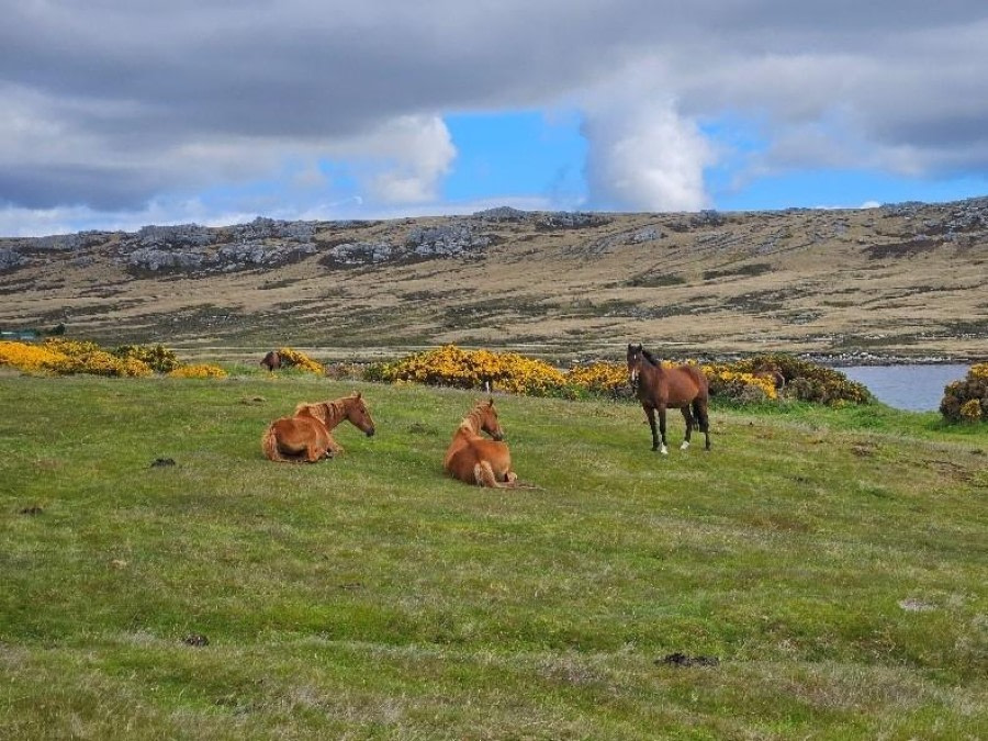 Stanley, Falkland Islands