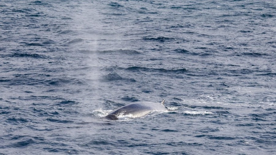 At sea towards Elephant Island
