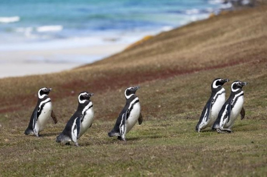 West Point Island and Saunders Island, Falkland Islands