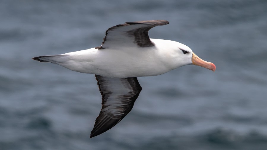 At sea towards the Falkland Islands