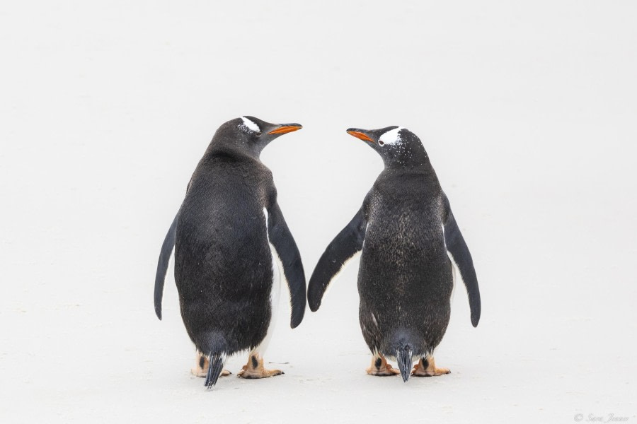 New Island, Falkland Islands