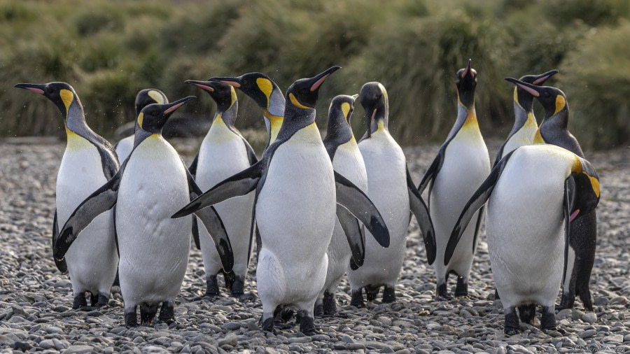 Grytviken and Jason Harbour