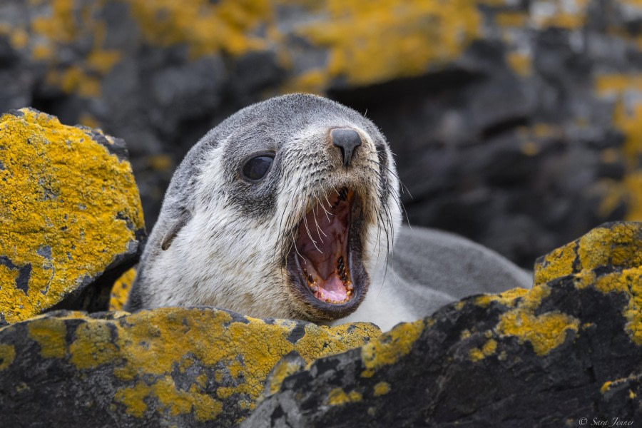 Fortuna Bay and Hercules Bay
