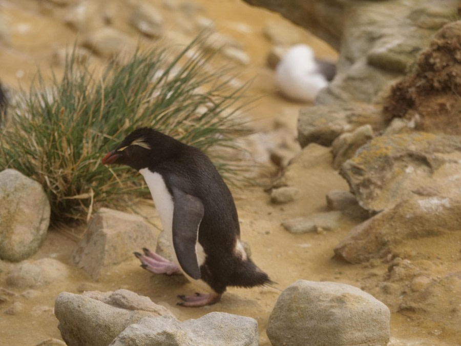 New Island, The Falkland Islands