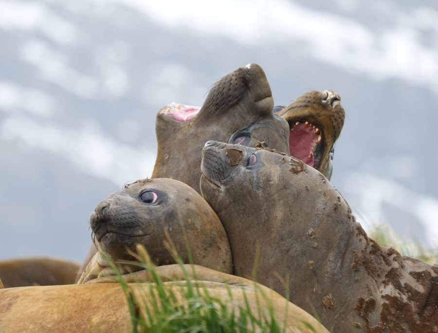 Peggotty Bay, South Georgia