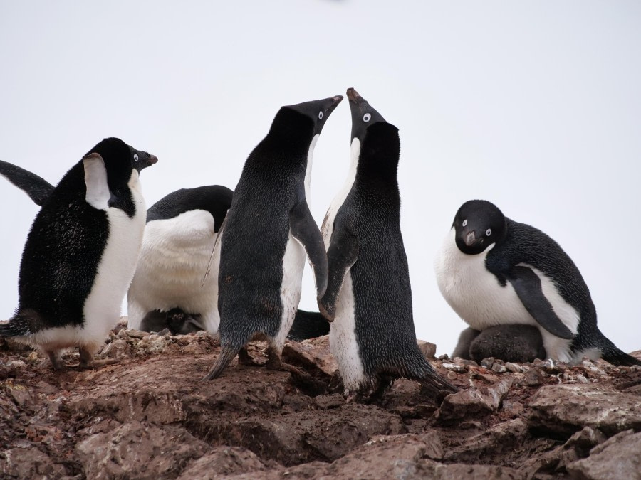 Cape Tuxon, Petermann Island, Salpetriere Bay