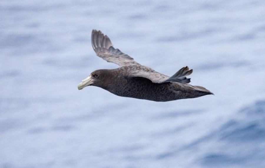At sea towards Antarctica