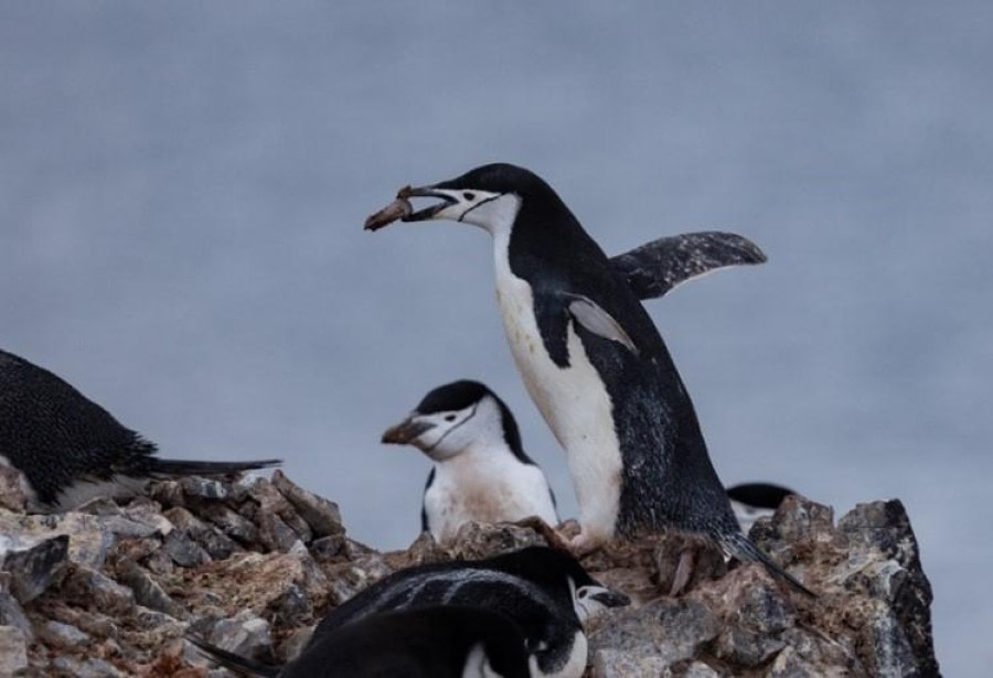 Danco Island and Orne Islands