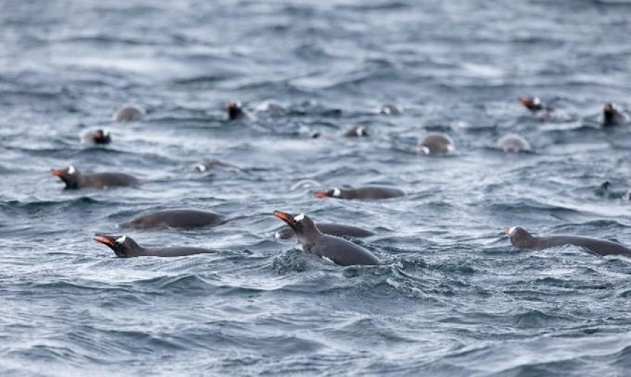 Lemaire Channel, Pleneau Island and Port Charcot