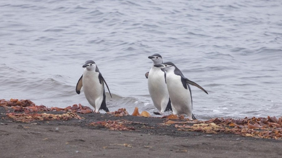 Telefon Bay and Deception Island