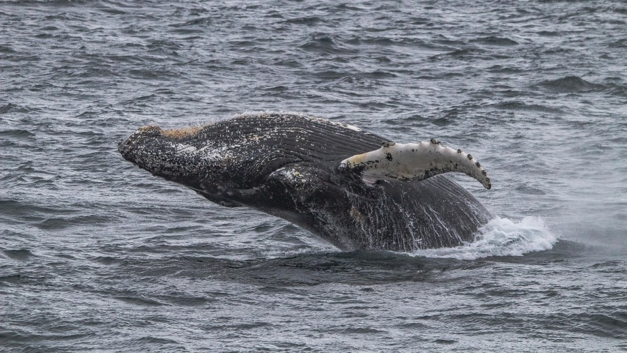 Flanders Bay, Jougla Point