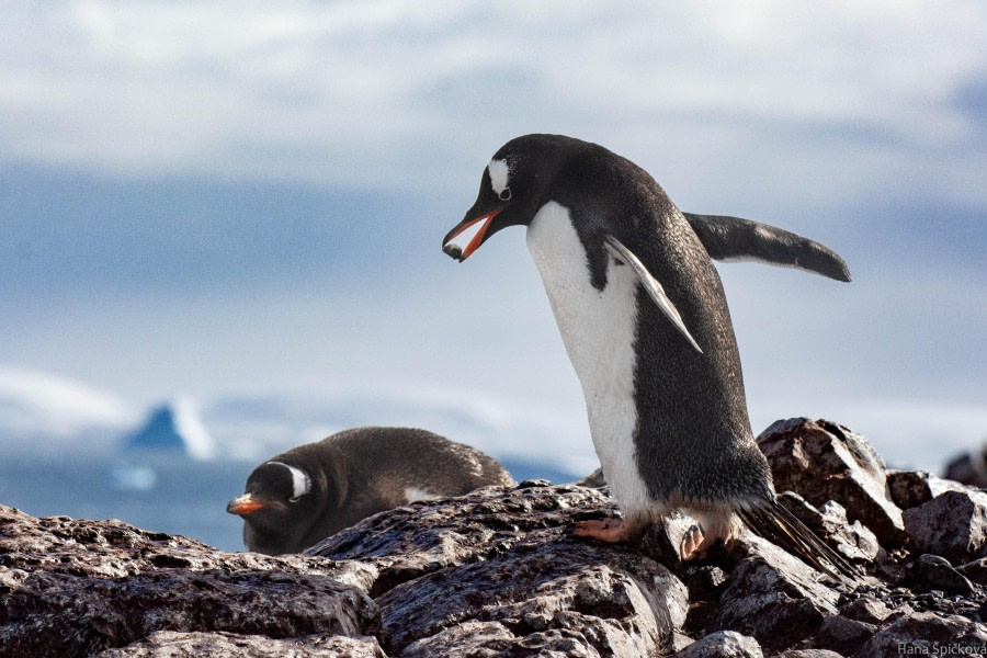 Port Charcot, Iceberg Graveyard