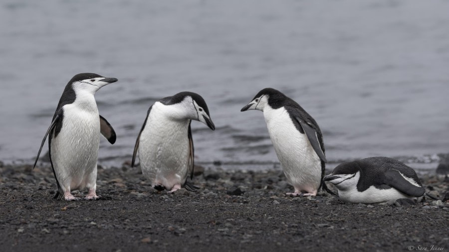 Deception Island