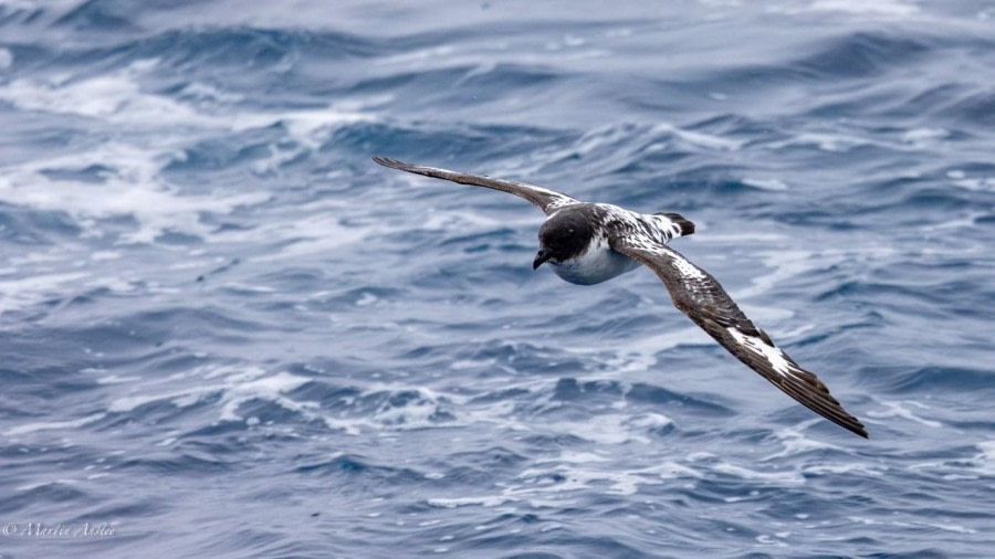 Second day through Drake Passage