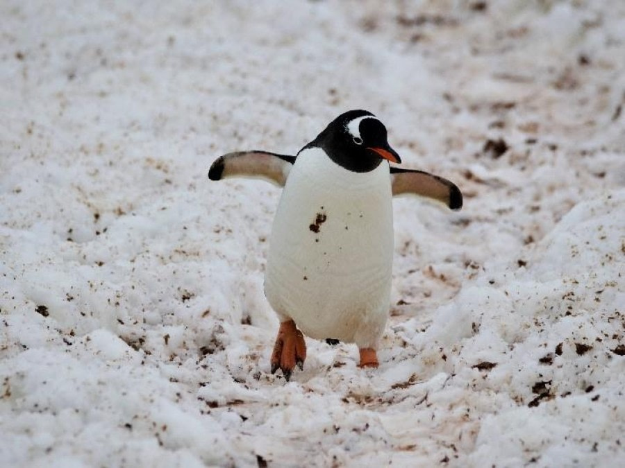 Port Lockroy & Port Charcot