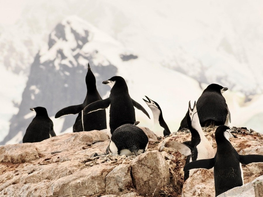 Paradise Harbour & Orne Harbour