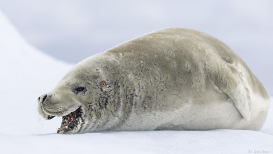 Lemaire channel, Port Charcot