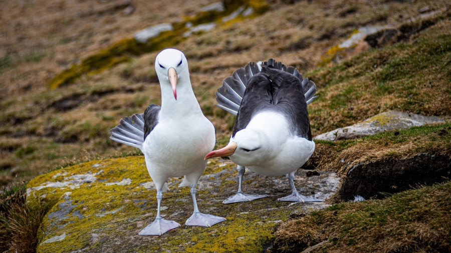 Carcass Island and Saunders Island, The Falkland Islands