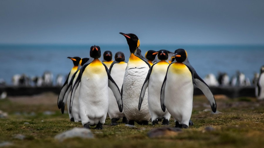 Grytviken and St Andrew’s Bay