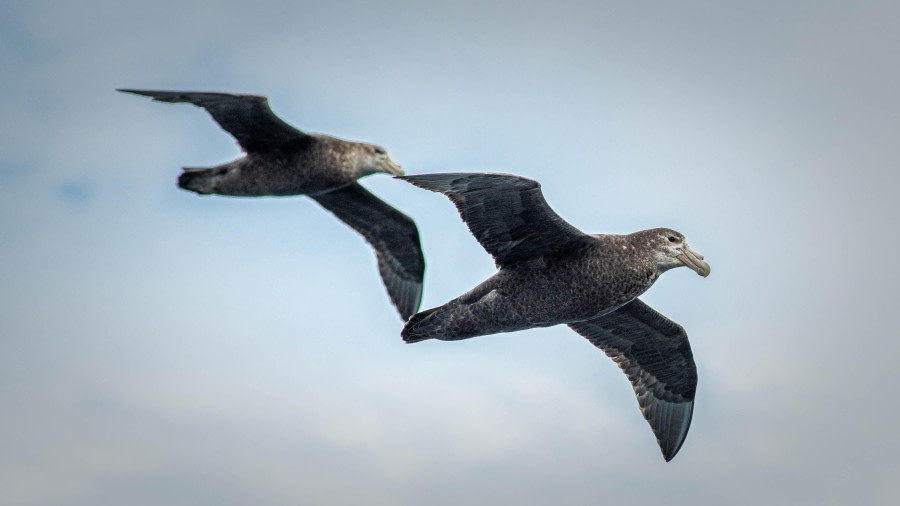 At sea, sailing towards Antarctica