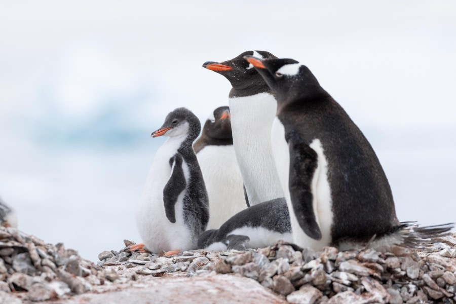 Danco Island and Cuverville