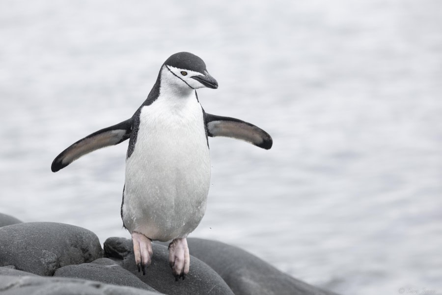Palaver Point and Foyn Harbour