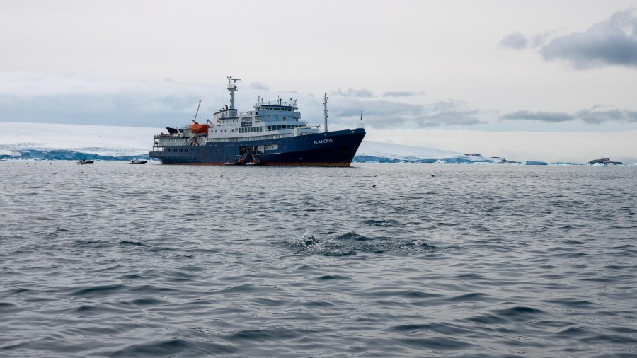 Half Moon Island & Yankee Harbour