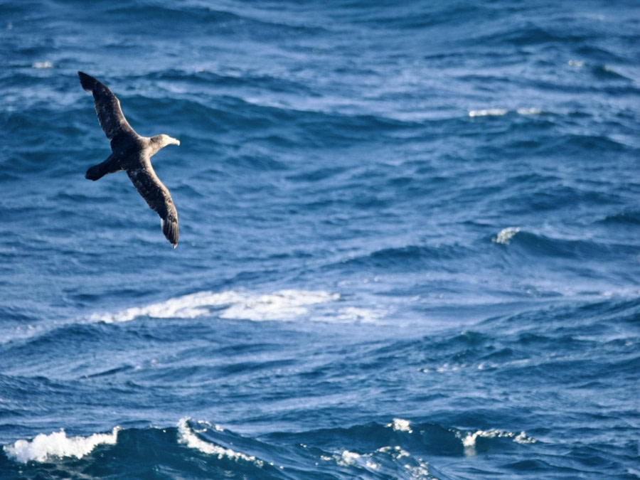 At sea to South Georgia