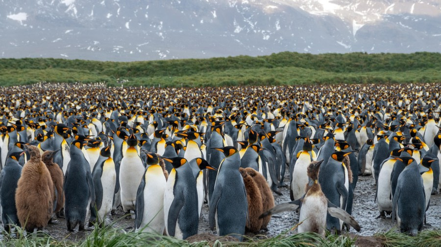Right Whale Bay & Salisbury Plain