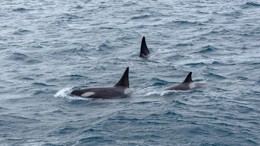 Gold Harbour, Cooper Bay & Drygalski Fjord