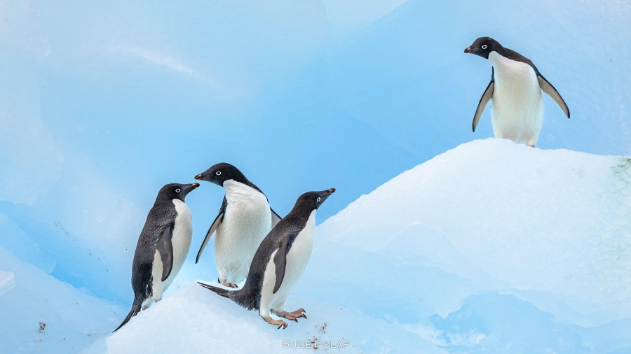 Antarctic Sound & Paulet Island