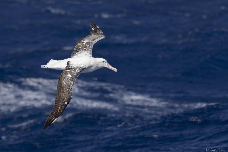 At Sea, Drake Passage