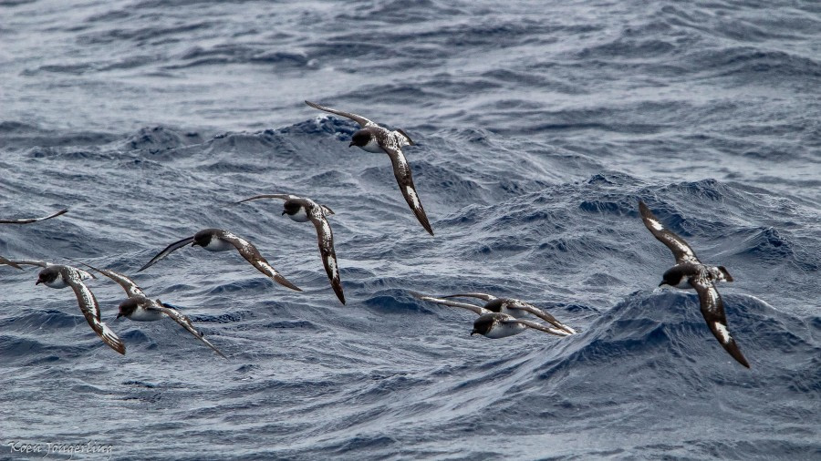 At sea, Drake Passage