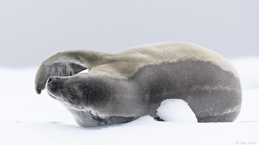 Petermann Island and Argentine Islands