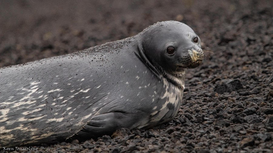 Deception Island and Hannah Point