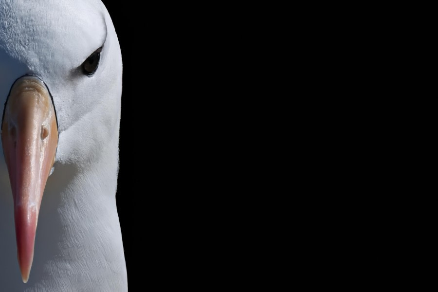 New Island Settlement, The Falkland Islands