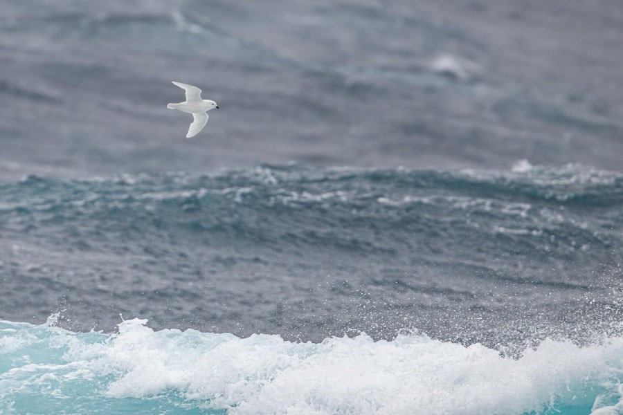 At sea, sailing towards Antarctica