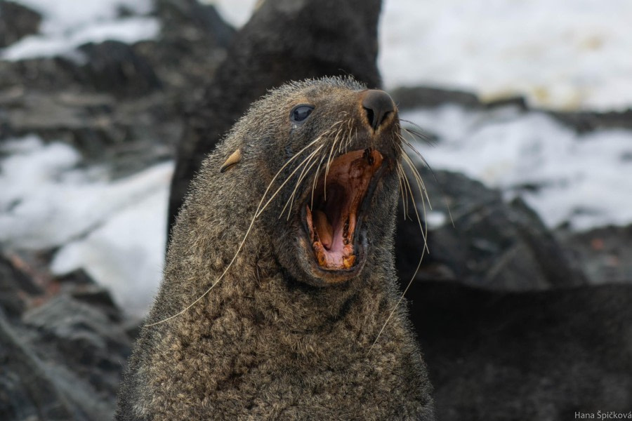 Elephant Island and Point Wild