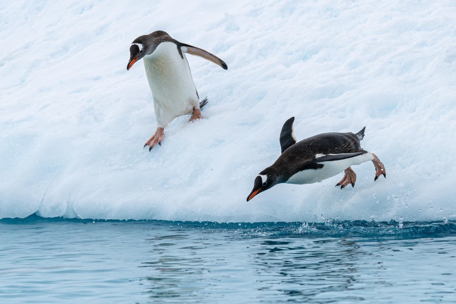 Neko Harbour and Paradise Bay
