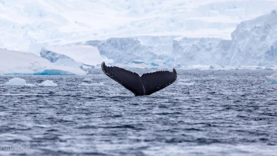 Lemaire Channel & Pleneau Island