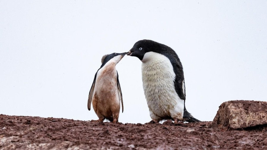 Port Charcot & Petermann Island