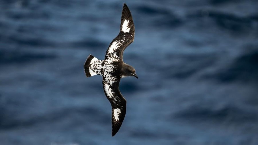 At the Drake Passage towards Ushuaia